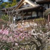 2009年3月23日 梅の花 2009年3月23日 梅の花